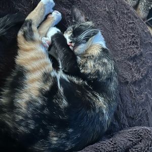 Meet your Posher, Selena